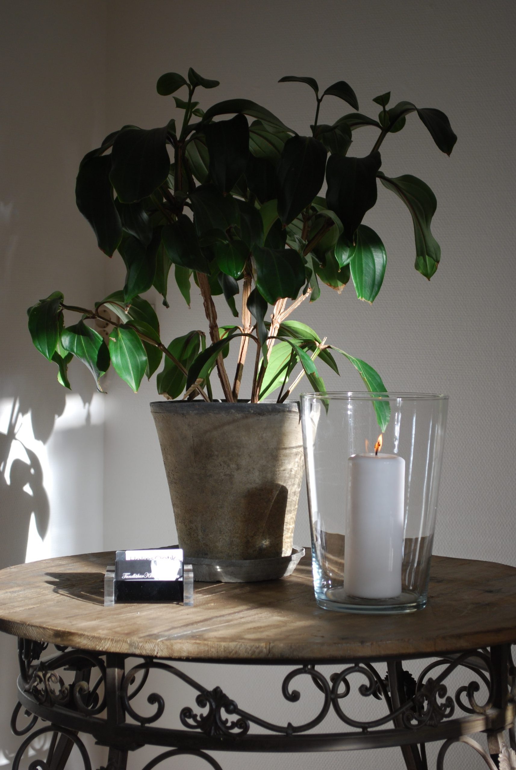 Planta och ljus inredning